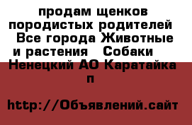 продам щенков породистых родителей - Все города Животные и растения » Собаки   . Ненецкий АО,Каратайка п.